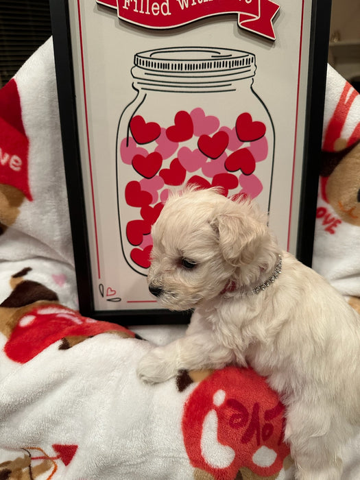 Female Mini Schnauzers' Puppy (Hot Pink)