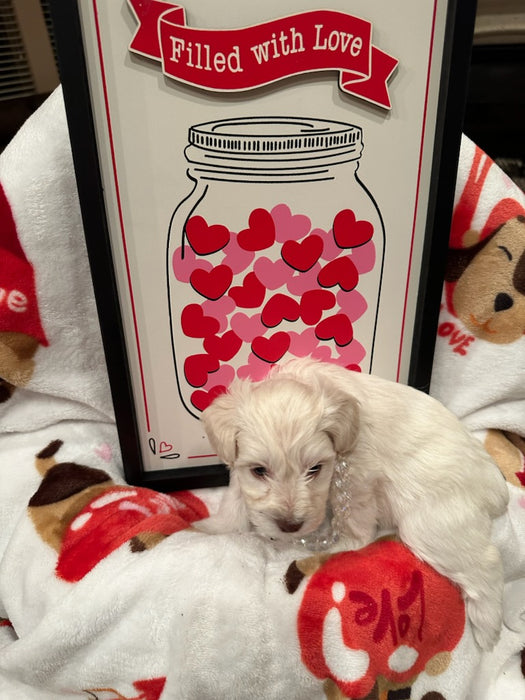 Female Mini Schnauzers' Puppy (Pink)